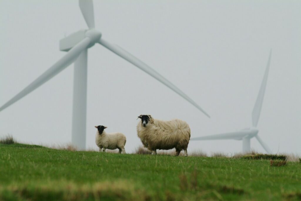 Impact on Wildlife